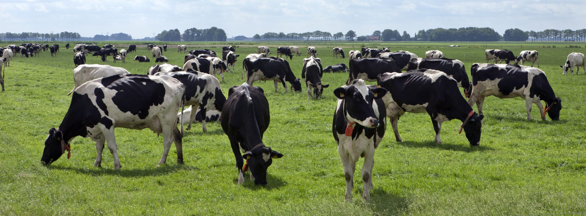 Cows grazing in Dutch meadows. Farming. Agriculture. Netherlands Panorama